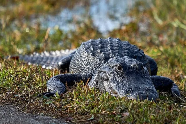 Miami Walking Tour and Everglades Airboat Ride - Image 6