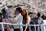Washington DC Cherry Blossom Walking Tour thumbnail 2