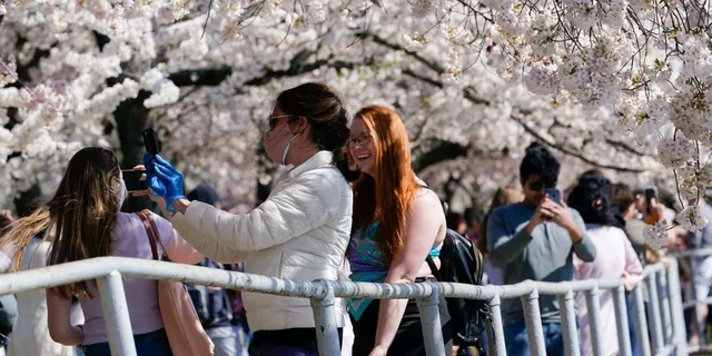 Washington DC Cherry Blossom Walking Tour - Image 2