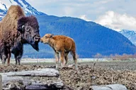 Anchorage Valley of Glaciers and Wildlife Tour 7 hr thumbnail 4