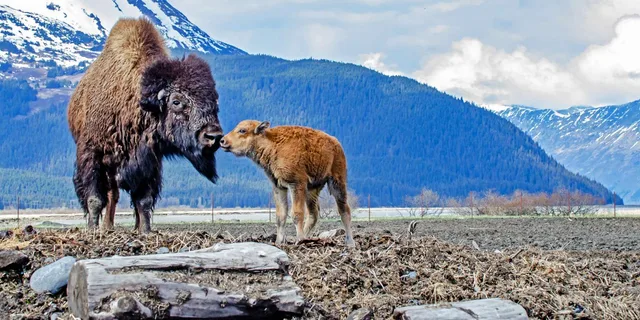Anchorage Valley of Glaciers and Wildlife Tour 7 hr - Image 4