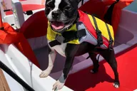San Diego Bay Dog-Friendly Pedal Boat Rental thumbnail 4