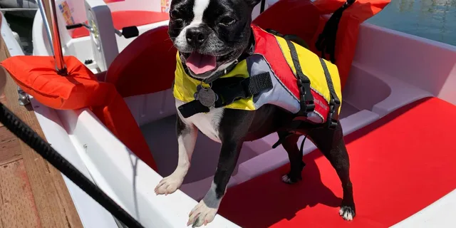 San Diego Bay Dog-Friendly Pedal Boat Rental - Image 4