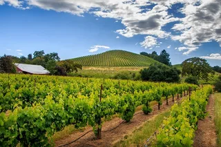 Napa and Sonoma Valley Wine Tour