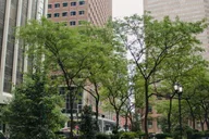 New York City Irish Heritage Walking Tour thumbnail 3
