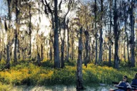 New Orleans Manchac Swamp Kayak Tour thumbnail 6