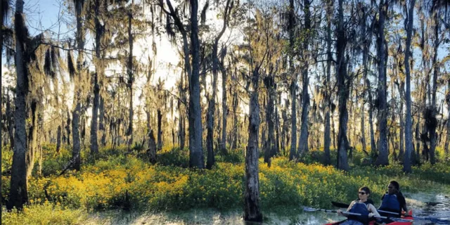 New Orleans Manchac Swamp Kayak Tour - Image 6