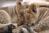 Phoenix Zoo Admission Ticket thumbnail 2