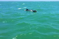 Anna Maria Island Dolphin Watching Boat Tour thumbnail 3