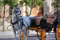 New York Central Park Carriage Ride thumbnail 2