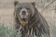 Yellowstone Private Tour Lower and Upper Loops 2 Days thumbnail 2