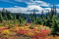 Seattle Hiking Tour in Mount Rainier thumbnail 4