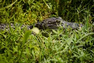 Louisiana Private Swamp Experience thumbnail 5