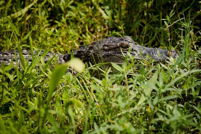 Louisiana Private Swamp Experience - Image 5