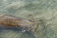Fort Myers Dolphin Tour for 7 People 2 hr thumbnail 4