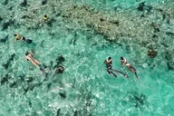 Key West Dolphin Watching and Snorkeling Cruise thumbnail 6