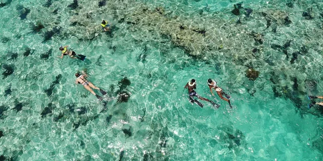 Key West Dolphin Watching and Snorkeling Cruise - Image 6