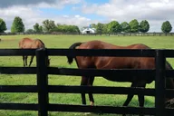 Lexington Thoroughbred Horse Farm Tour thumbnail 6