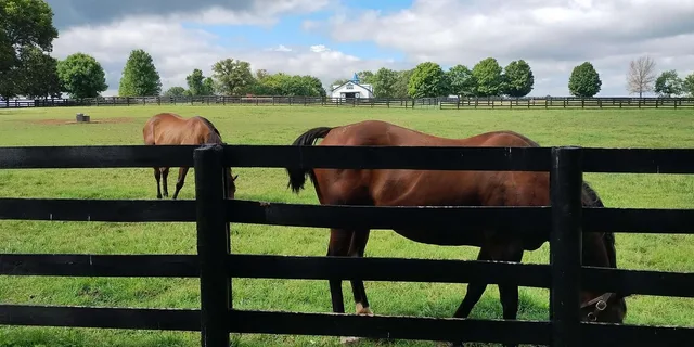 Lexington Thoroughbred Horse Farm Tour - Image 6
