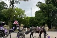 New York City Horse Carriage Ride in Central Park thumbnail 4