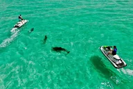 Destin Jet Ski Dolphin Tour thumbnail 6