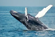 San Diego Whale Watching Tour thumbnail 1