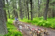 Seward Dog Sled Ride and Kennel Tour thumbnail 6