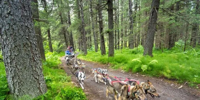 Seward Dog Sled Ride and Kennel Tour - Image 6