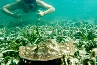 West Palm Beach Scuba Diving Adventure with Videos thumbnail 5