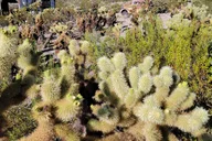 Las Vegas Eldorado Canyon & Nelson Ghost Town Tour thumbnail 4