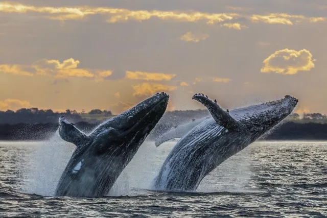 Waikiki Whale Watching Cruise at Sunset 2 hr - Image 6