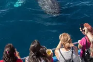Newport Beach Whale Watching Catamaran Cruise thumbnail 6