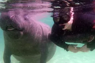 Crystal River Snorkel with Manatees and Airboat Adventure thumbnail 5