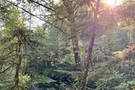 Ketchikan Nature Walk on Ward Creek Trail thumbnail 2