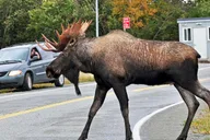 Anchorage City Tour and Highlights 2.5 hr thumbnail 3