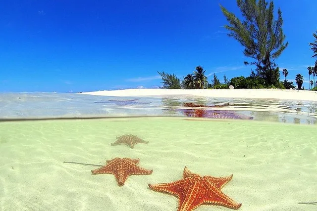George Town Stingray City and Starfish Snorkeling Tour - Image 6