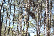 Charleston Zipline Canopy Tour & Rock Climbing Wall thumbnail 3
