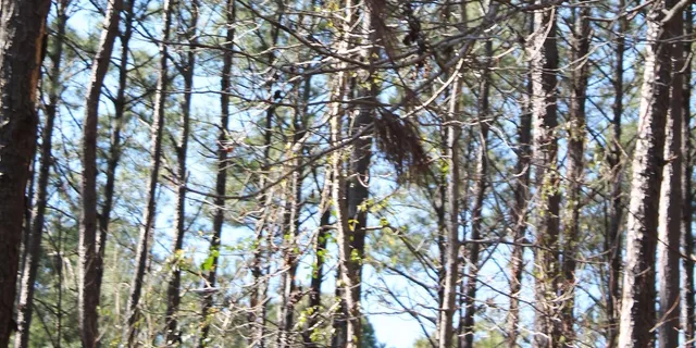 Charleston Zipline Canopy Tour & Rock Climbing Wall - Image 3