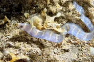 Hilo Night Dive for Certified Divers thumbnail 6