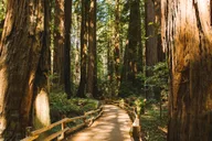 San Francisco Muir Woods & Golden Gate Bike Tour thumbnail 3