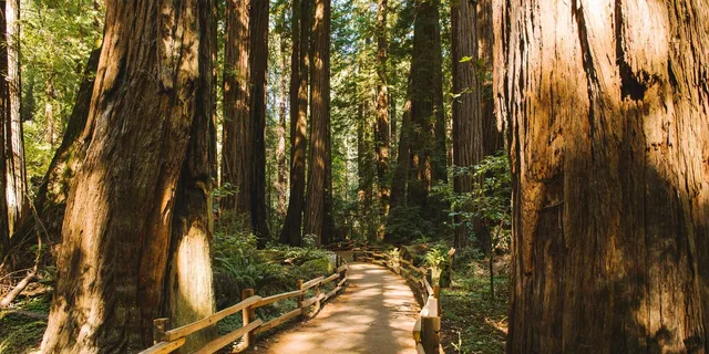 San Francisco Muir Woods & Golden Gate Bike Tour - Image 3