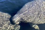 St. Augustine Dolphin and Manatee Paddle Tour 2 hr thumbnail 5