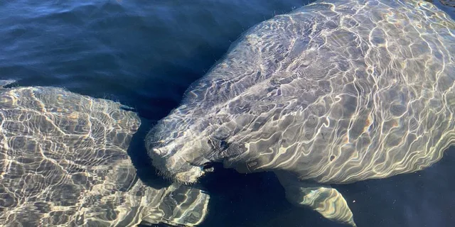 St. Augustine Dolphin and Manatee Paddle Tour 2 hr - Image 5