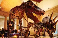 Los Angeles Natural History Museum Entry Ticket thumbnail 1