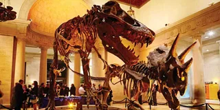 Los Angeles Natural History Museum Entry Ticket