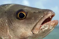 Boca Raton Inshore Fishing Trip thumbnail 4