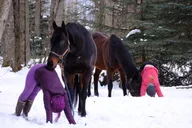 Yoga with Horses 90 min thumbnail 6