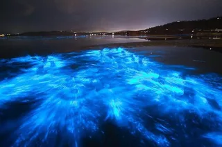 Banana River Bioluminescent Comb Jelly & Dolphin Tour
