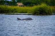 Hilton Head Dolphin and Nature Tour 90 Min thumbnail 6