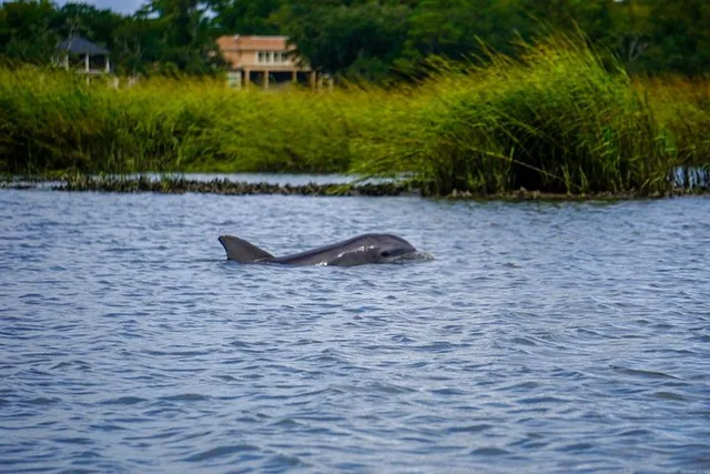 Hilton Head Dolphin and Nature Tour 90 Min - Image 6